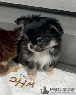 Foto №2 zu Ankündigung № 133051 zu verkaufen chihuahua - einkaufen USA 