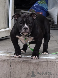 Foto №1. american bully - zum Verkauf in der Stadt Rostow am Don | 970€ | Ankündigung № 145243