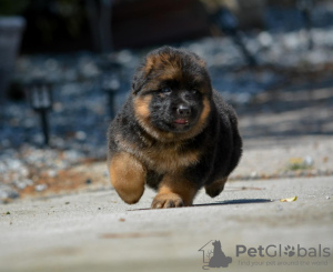 Foto №1. deutscher schäferhund - zum Verkauf in der Stadt Торонто | verhandelt | Ankündigung № 134034