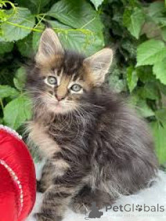 Foto №2 zu Ankündigung № 170559 zu verkaufen maine-coon-katze - einkaufen Finnland quotient 	ankündigung, züchter