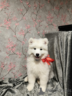 Foto №4. Ich werde verkaufen samojede (hunderasse) in der Stadt Москва.  - preis - verhandelt