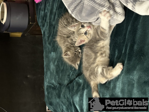 Foto №4. Ich werde verkaufen hauskatze in der Stadt Portland. quotient 	ankündigung - preis - 74€