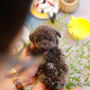 Foto №2 zu Ankündigung № 151986 zu verkaufen maltipu - einkaufen USA züchter