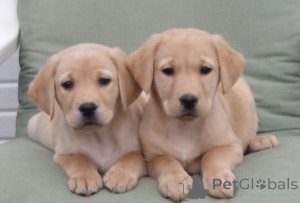 Foto №1. labrador retriever - zum Verkauf in der Stadt Geilenkirchen | 450€ | Ankündigung № 169461