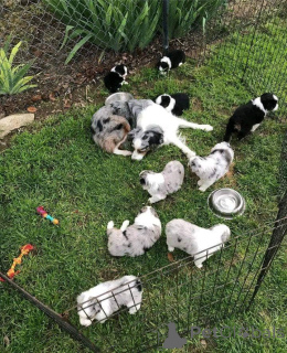Foto №1. australian shepherd - zum Verkauf in der Stadt Düsseldorf | Frei | Ankündigung № 160335