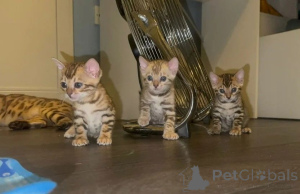 Foto №1. bengal katzenrasse - zum Verkauf in der Stadt Giesen | 350€ | Ankündigung № 169811