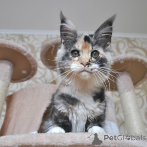 Foto №4. Ich werde verkaufen maine-coon-katze in der Stadt Франкфурт-на-Майне. vom kindergarten - preis - 900€