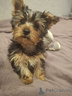 Foto №4. Ich werde verkaufen biewer terrier, yorkshire terrier in der Stadt Vilnius. quotient 	ankündigung, vom kindergarten, züchter - preis - 600€
