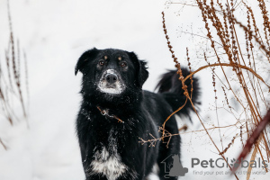 Foto №1. mischlingshund - zum Verkauf in der Stadt Москва | Frei | Ankündigung № 23652