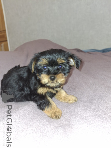 Foto №1. biewer terrier, yorkshire terrier - zum Verkauf in der Stadt Stockholm | 600€ | Ankündigung № 162872
