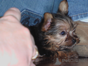 Foto №2 zu Ankündigung № 136527 zu verkaufen yorkshire terrier - einkaufen Schweiz quotient 	ankündigung