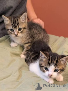 Foto №1. american shorthair - zum Verkauf in der Stadt Brüssel | 350€ | Ankündigung № 172743