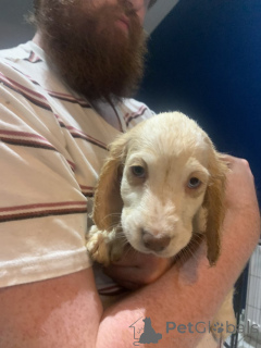 Foto №3. Atemberaubender Wurf gekreuzter Golden Retriever- und Cocker Spaniel-Welpen. Deutschland