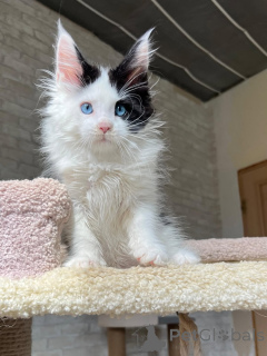 Foto №2 zu Ankündigung № 160718 zu verkaufen maine-coon-katze - einkaufen Deutschland quotient 	ankündigung