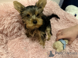 Foto №1. yorkshire terrier - zum Verkauf in der Stadt London | 300€ | Ankündigung № 123494