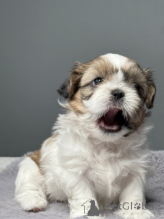 Foto №2 zu Ankündigung № 139179 zu verkaufen shih tzu - einkaufen USA 