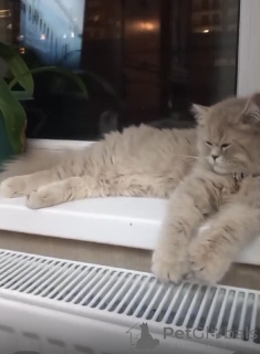 Foto №4. Ich werde verkaufen perserkatze in der Stadt Tiflis. züchter - preis - 266€