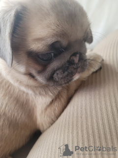 Foto №3. Mopswelpen. Deutschland