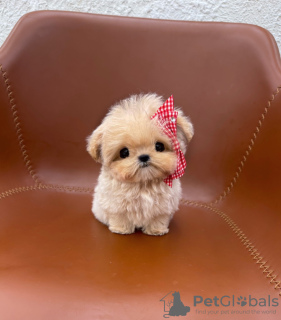 Foto №3. Prekrasni maltipoo Štenci in Kroatien