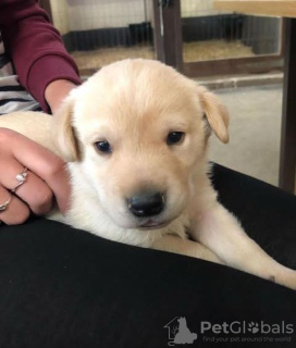 Foto №3. GOLDEN RETRIEVER LABRADOR WELPE. Frankreich