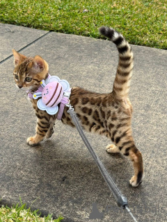 Foto №1. bengal katzenrasse - zum Verkauf in der Stadt Paris | 750€ | Ankündigung № 152767