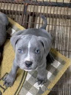 Foto №2 zu Ankündigung № 168889 zu verkaufen staffordshire bull terrier - einkaufen Finnland quotient 	ankündigung, züchter