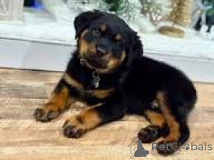 Foto №3. Cuccioli von Rottweiler im Verkauf. Italien