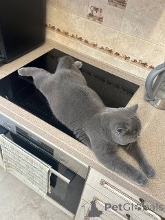 Foto №4. Ich werde verkaufen britisch langhaar in der Stadt Leipzig. züchter - preis - verhandelt