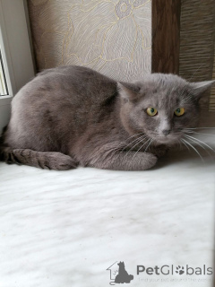 Foto №3. Der hübsche Timosha sucht nach der freundlichsten Mutter der Welt.. Weißrussland