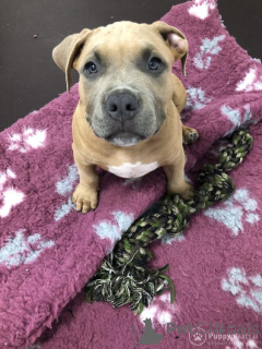 Foto №2 zu Ankündigung № 172626 zu verkaufen american bulldog - einkaufen Belgien quotient 	ankündigung, züchter