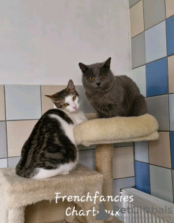 Foto №3. Entzückender Toiletten-Chartreux. Frankreich