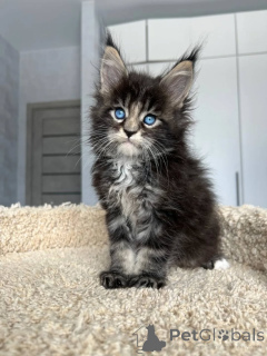 Foto №1. maine-coon-katze - zum Verkauf in der Stadt Pécs | 350€ | Ankündigung № 167927
