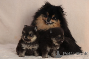 Foto №3. Schwarz-braunes Mädchen. Ukraine