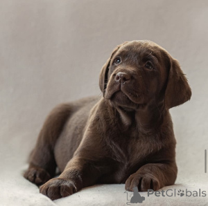 Foto №2 zu Ankündigung № 150724 zu verkaufen labrador retriever - einkaufen Russische Föderation vom kindergarten