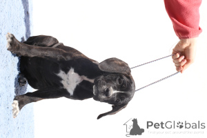 Foto №2 zu Ankündigung № 140503 zu verkaufen cane corso italiano - einkaufen Rumänien züchter