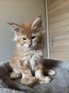 Foto №3. Gesunde Maine Coon Kätzen Zu Verkaufen Mit Lieferservice. Deutschland