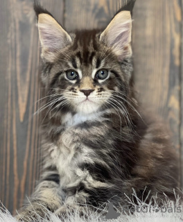 Foto №2 zu Ankündigung № 161715 zu verkaufen maine-coon-katze - einkaufen USA züchter