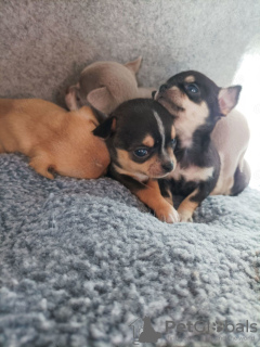 Foto №3. Cachorros Chihuahua. Spanien