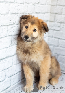 Foto №2 zu Ankündigung № 163125 zu verkaufen mischlingshund - einkaufen Russische Föderation quotient 	ankündigung