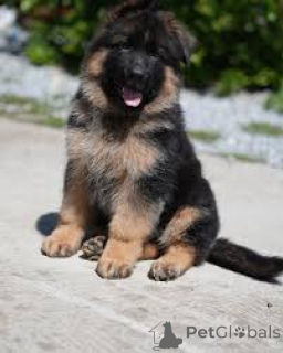 Foto №2 zu Ankündigung № 169380 zu verkaufen deutscher schäferhund - einkaufen Finnland quotient 	ankündigung, züchter