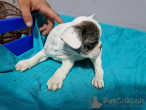 Zusätzliche Fotos: Französische Bulldoggenwelpen zu verkaufen