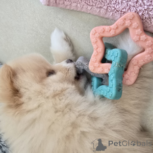 Foto №4. Ich werde verkaufen pommersche spitz in der Stadt Hannover. züchter - preis - 2000€