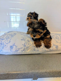 Foto №2 zu Ankündigung № 166927 zu verkaufen yorkshire terrier - einkaufen Niederlande quotient 	ankündigung