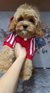 Foto №3. Cavapoo-Welpen. Weißrussland