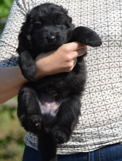 Foto №2 zu Ankündigung № 6524 zu verkaufen deutscher schäferhund - einkaufen Ukraine vom kindergarten