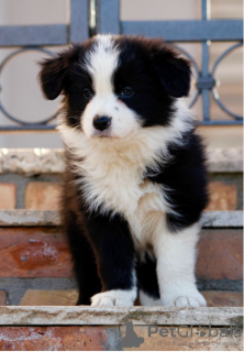 Foto №1. border collie - zum Verkauf in der Stadt Stockholm | verhandelt | Ankündigung № 113228