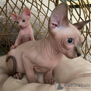 Foto №1. sphynx-katze - zum Verkauf in der Stadt Straubing | 200€ | Ankündigung № 111064