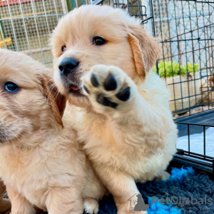 Foto №1. golden retriever - zum Verkauf in der Stadt Bern | verhandelt | Ankündigung № 123449