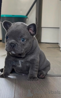 Foto №1. französische bulldogge - zum Verkauf in der Stadt Leudlange | 400€ | Ankündigung № 174359