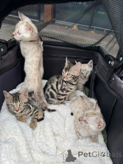 Foto №2 zu Ankündigung № 152744 zu verkaufen bengal katzenrasse - einkaufen Schweiz quotient 	ankündigung